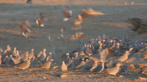 Cape turtle doves Stock Footage 25812802