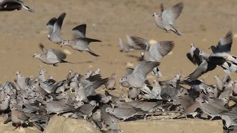 Cape turtle doves gathering at a waterhole, Kalahari desert, South Africa Stock Footage 79819559