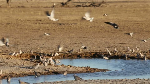 Cape turtle doves at a waterhole Stock Footage 46164366