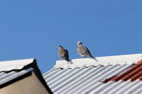 Cape Turtle Doves On White Rooftop (Streptopelia capicola) Stock Photos