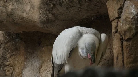 Cape Vulture Stock Footage 88013066