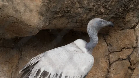 Cape Vulture Stock Footage 88013307