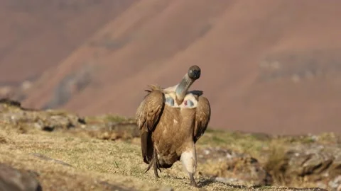 A Cape vulture hopping running on the ground Stock Footage 211804165
