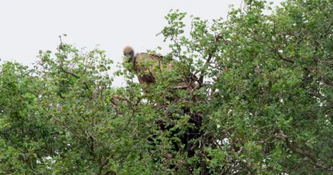 Cape Vulture Perched on Green Leafy Tree Branch in Kruger National Park Wild Stock Footage 340405160