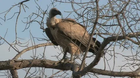 Cape vulture in tree Stock Footage 22775000