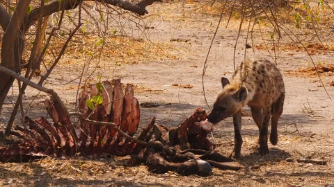 Cape vultures pouncing on killed buffalo after spotted hyena left with big bone Stock Footage 128075728