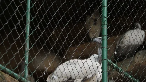 Cape Vultures at Zoo Stock Footage 88013264