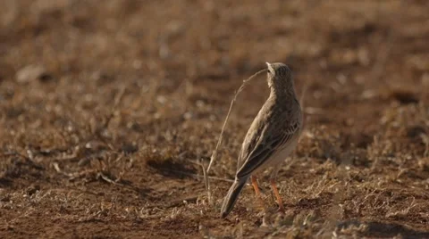 Cape Wagtail Stock Footage 29662118