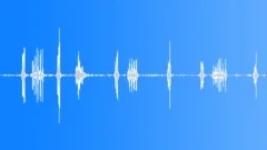 Cape wagtail (Motacilla capensis) calling, South AfricaSound Effect