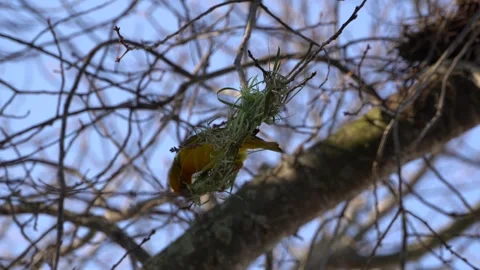 Cape weaver bird stitching its nest with fine grass fibers Stock Footage 344092973