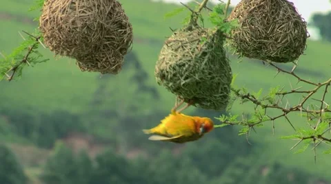 Cape weaver building nest Vídeos de archivo 11210860