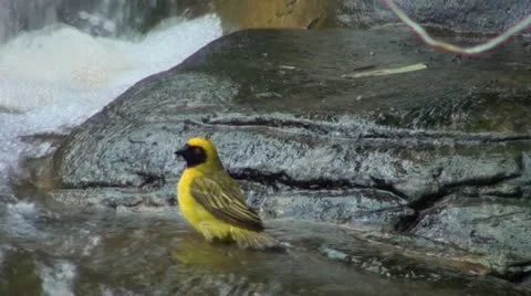 CAPE WEAVER Stock Footage 12223251