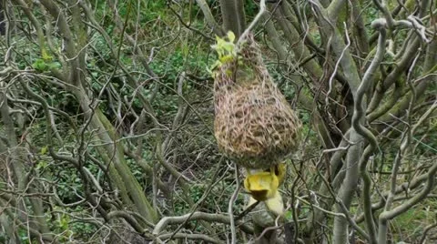 A cape weaver making a nest Stock Footage 12208078