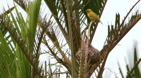 A cape weaver on a palm tree next a nest. Stock Footage 21194122