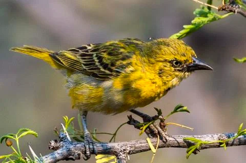 Cape Weaver Stock Photos
