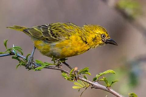 Cape Weaver Stock Photos
