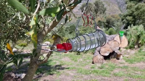 A Cape White-eye Bird Drinking At A Water Feeder 2 Stock Footage 167607964