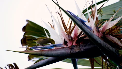 Cape white-eye drinks nectar from striking strelitzia bird of paradis 库存影片 247043675