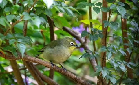 Cape white-eye Stock Photos