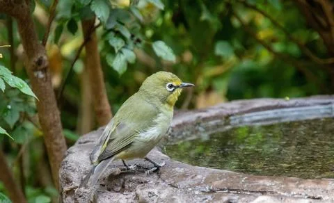 Cape white-eye Stock Photos