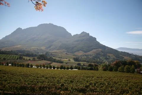 Cape Wine Lands Stock Photos