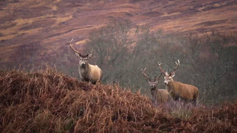 Cape Wrath Trail, UK - 5 September 2018 - 3 deer walk on the mountain Stock Footage 140106344