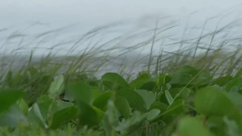 Cape York beach grass and foliage during a storm, Northern Australia. Clip 2 Stock Footage 301270722