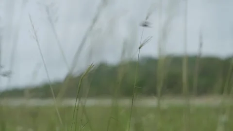 Cape York beach grass and foliage during a storm, Northern Australia. Clip 6 Stock Footage 301270723