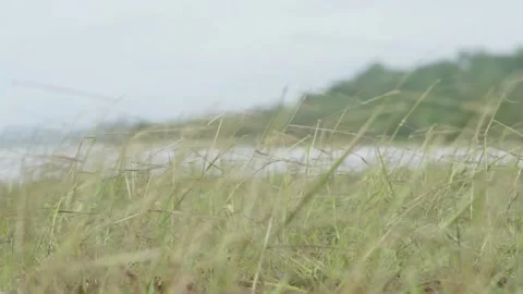 Cape York beach grass and foliage during a storm, Northern Australia. Clip 11 Stock Footage 301270724