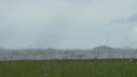 Cape York beach grass and foliage during a storm, Northern Australia. Clip 3 Stock Footage 301270727