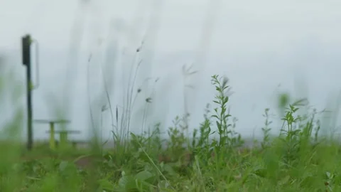 Cape York beach grass and foliage during a storm, Northern Australia. Clip 1 Stock Footage 301270730