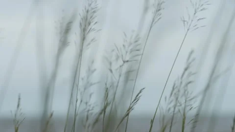 Cape York beach grass and foliage during a storm, Northern Australia. Clip 9 Stock Footage 301270731