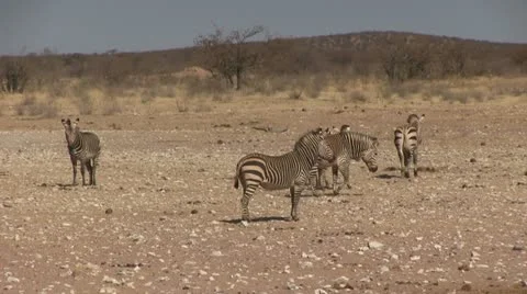 Cape zebras 스톡 동영상 11975517
