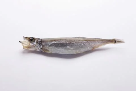Capelin fish Stock Photos