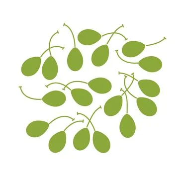 Caper berries group. Flat vector illustration isolated on white background. Stock Illustration