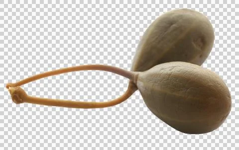 Caper berry Stock Photos