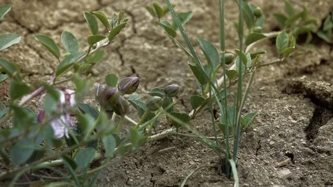 Caper buds and flowers Stock Footage 72767856