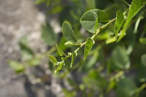 Caper bush Stock Photos