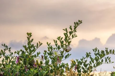 Caper bush Stock Photos