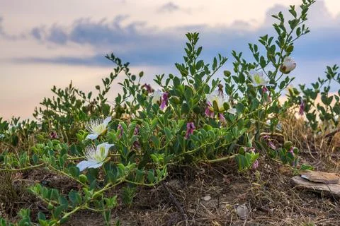 Caper bush Stock Photos
