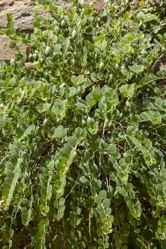 Caper bush Foto stock