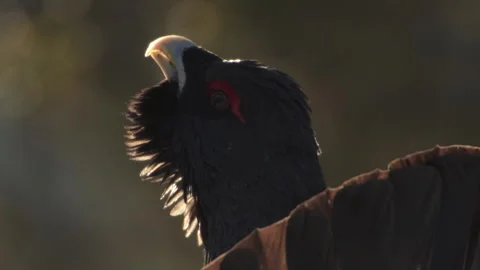 Capercailie in backlight Video stock 243228768