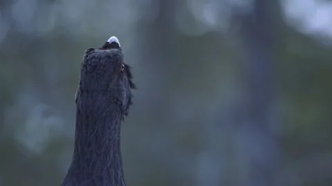 Capercailie close up head Stockbeeldmateriaal 243228526