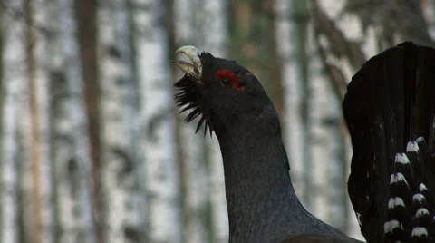Capercaillie 1 Stock Footage 18183950