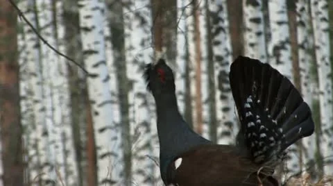 Capercaillie 2 Stock Footage