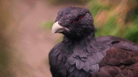 Capercaillie Close-up in the zoo Видео 79677800