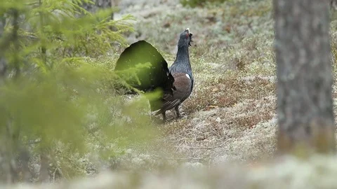 Capercaillie courtship ceremony with mating call in the forest. Видео 87211600