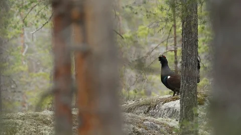 Capercaillie courtship ceremony with mating call in the forest. Stock Footage 87211662