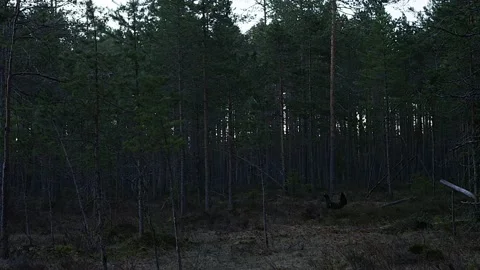 Capercaillie display in forest Video stock 137107934