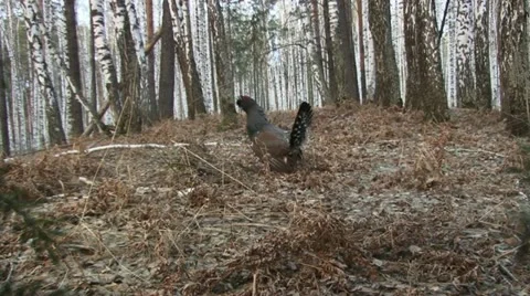 Capercaillie Stock Footage 18184024